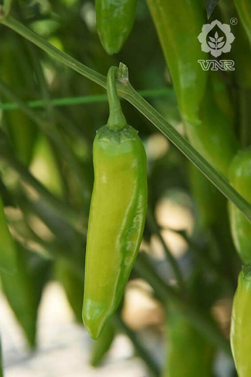 VNR 38 F1 Hybrid Chilli (VNR Seed's) - Farmers Stop