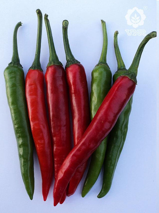 VNR 577 F1 Hybrid Chilli (VNR Seed's) - Farmers Stop