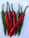 VNR 577 F1 Hybrid Chilli (VNR Seed's) - Farmers Stop
