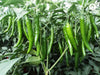 VNR 577 F1 Hybrid Chilli (VNR Seed's) - Farmers Stop