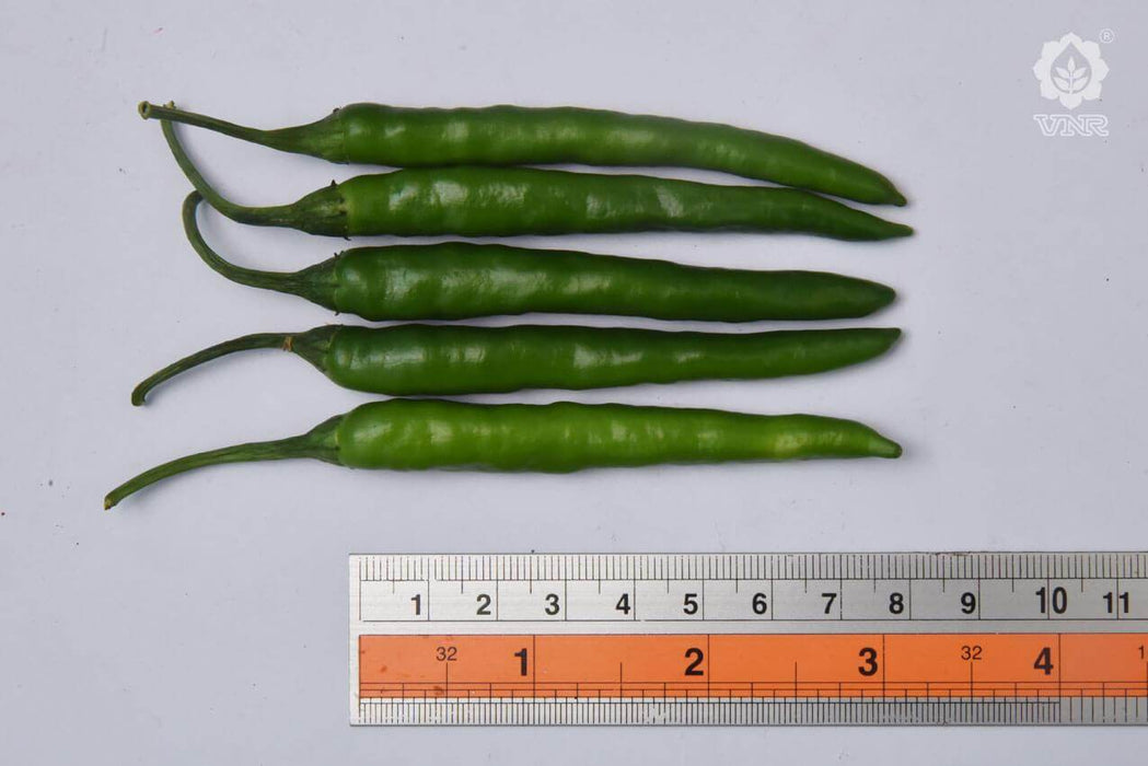 VNR 75 F1 Hybrid Chilli (VNR Seed's) - Farmers Stop