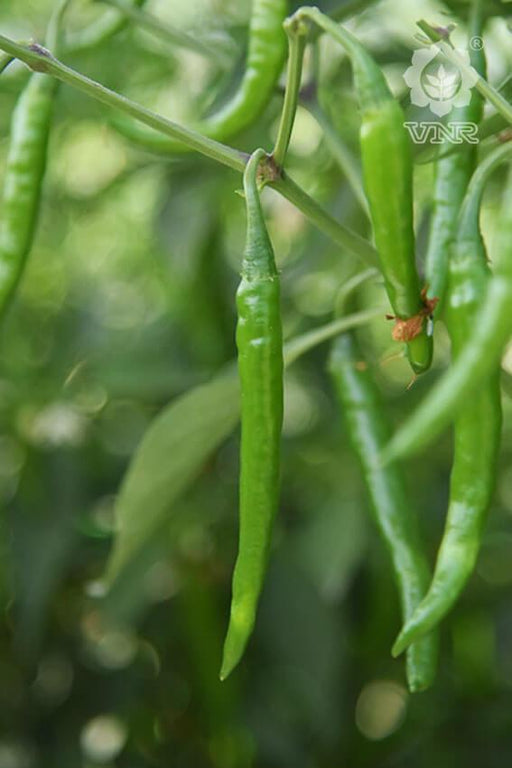 VNR 75 F1 Hybrid Chilli (VNR Seed's) - Farmers Stop