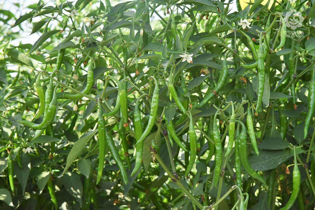VNR 75 F1 Hybrid Chilli (VNR Seed's) - Farmers Stop