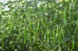 VNR 75 F1 Hybrid Chilli (VNR Seed's) - Farmers Stop