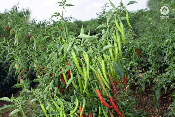 VNR 751 F1 Hybrid Chilli (VNR Seed's) - Farmers Stop