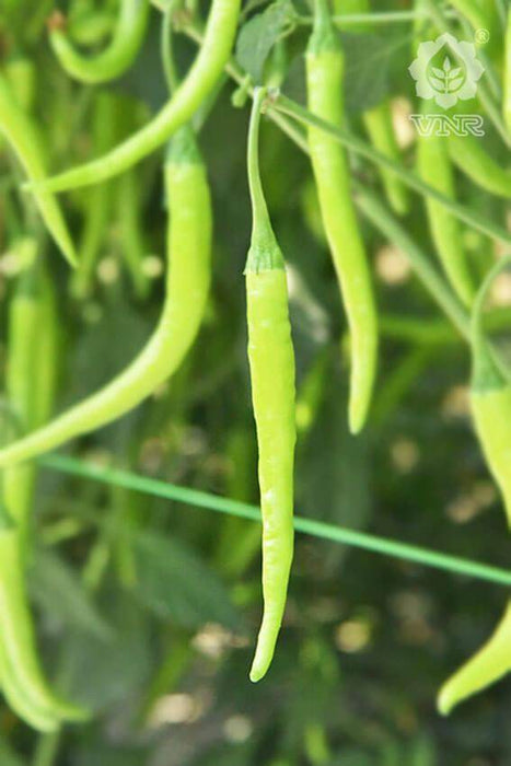 VNR 978 F1 Hybrid Chilli (VNR Seed's) - Farmers Stop