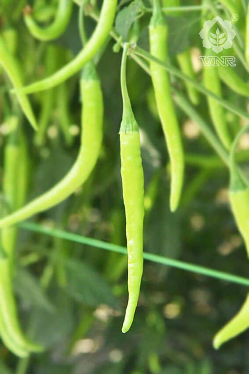 VNR 978 F1 Hybrid Chilli (VNR Seed's) - Farmers Stop