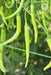 VNR 978 F1 Hybrid Chilli (VNR Seed's) - Farmers Stop