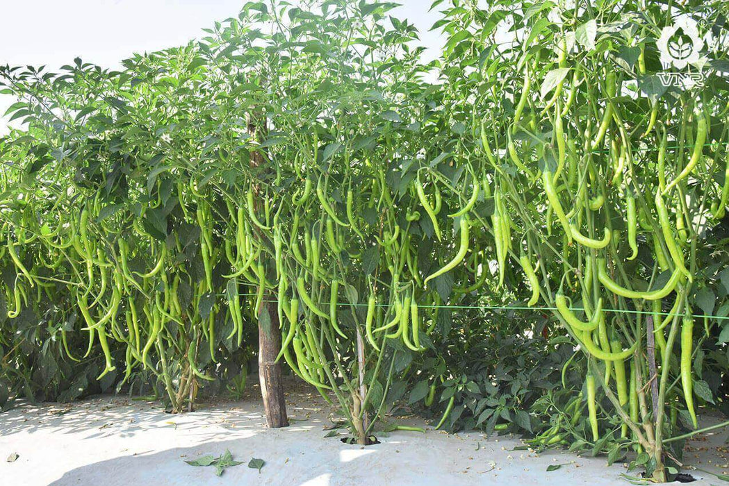 VNR 978 F1 Hybrid Chilli (VNR Seed's) - Farmers Stop