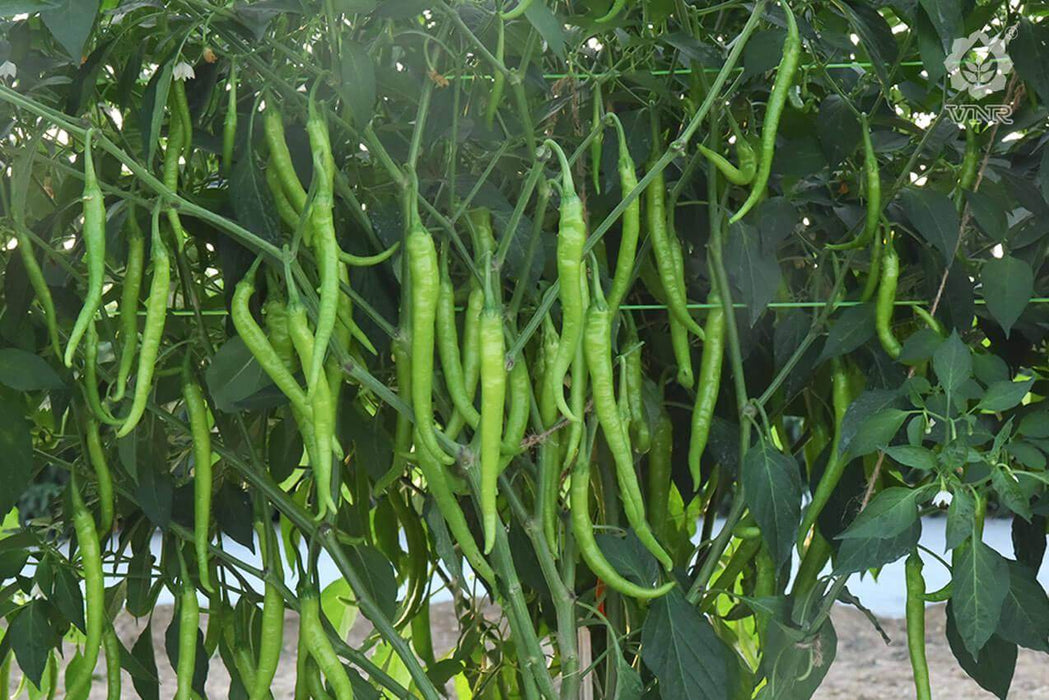 VNR G-203 F1 Hybrid Chilli (VNR Seed's) - Farmers Stop