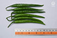 VNR G-203 F1 Hybrid Chilli (VNR Seed's) - Farmers Stop