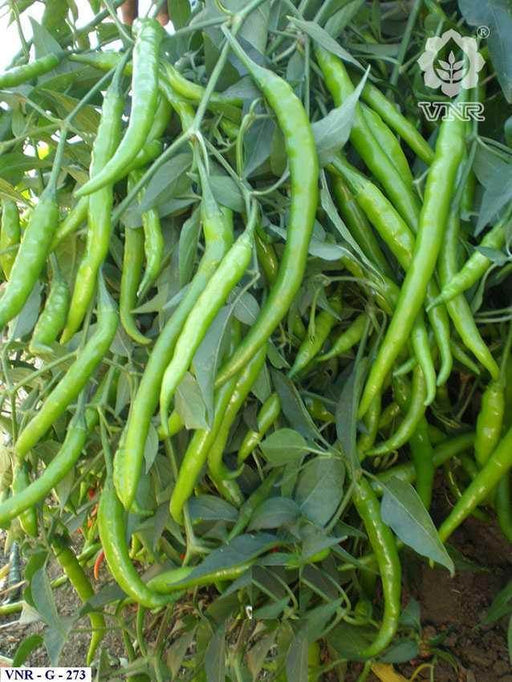 VNR G-273 (Jyothi) F1 Hybrid Chilli (VNR Seed's) - Farmers Stop