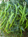 VNR G-273 (Jyothi) F1 Hybrid Chilli (VNR Seed's) - Farmers Stop