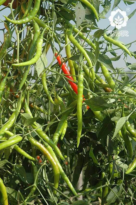 VNR G-273 (Jyothi) F1 Hybrid Chilli (VNR Seed's) - Farmers Stop