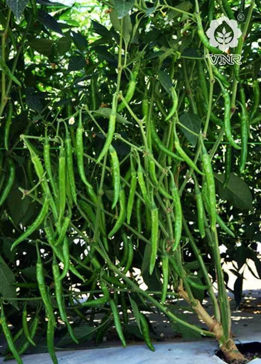 VNR G-592 F1 Hybrid Chilli (VNR Seed's) - Farmers Stop