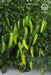 VNR G-907 F1 Hybrid Chilli (VNR Seed's) - Farmers Stop