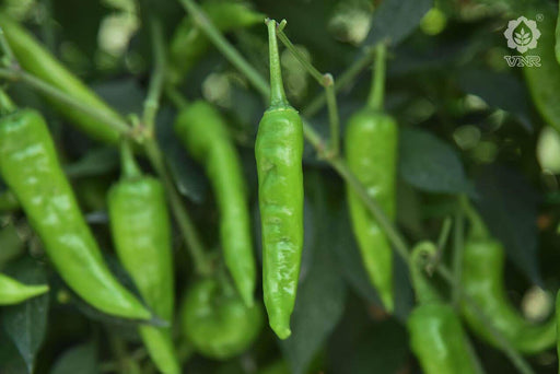 VNR S-212 F1 Hybrid Chilli (VNR Seed's) - Farmers Stop