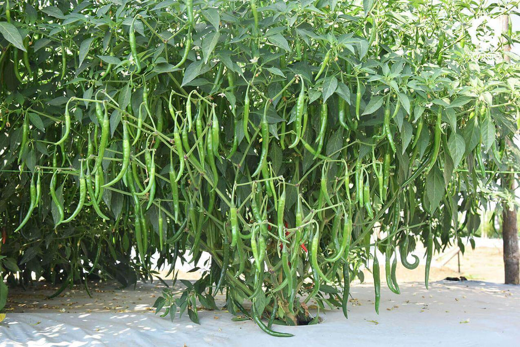 VNR Unnati (6013) F1 Hybrid Chilli (VNR Seed's) - Farmers Stop