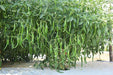VNR Unnati (6013) F1 Hybrid Chilli (VNR Seed's) - Farmers Stop