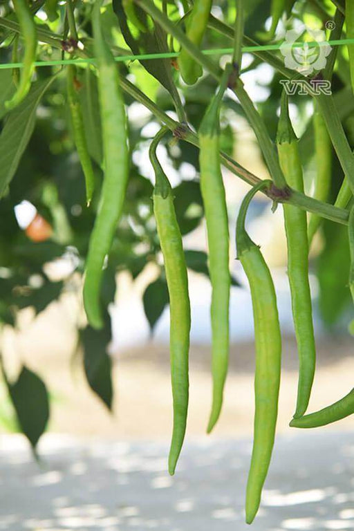 VNR-332 (Rani) F1 Hybrid Chilli (VNR Seed's) - Farmers Stop