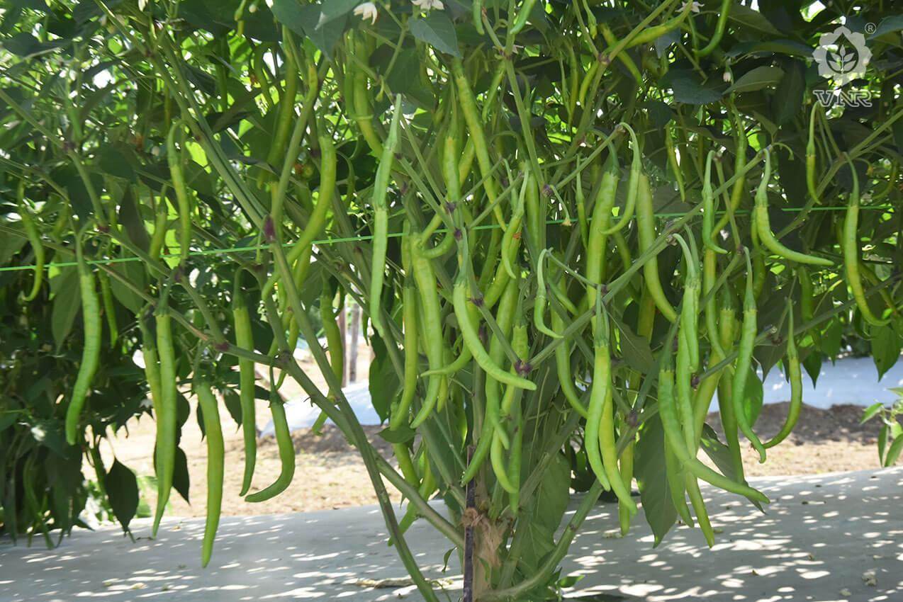 VNR-332 (Rani) F1 Hybrid Chilli (VNR Seed's) - Farmers Stop