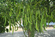 VNR-332 (Rani) F1 Hybrid Chilli (VNR Seed's) - Farmers Stop