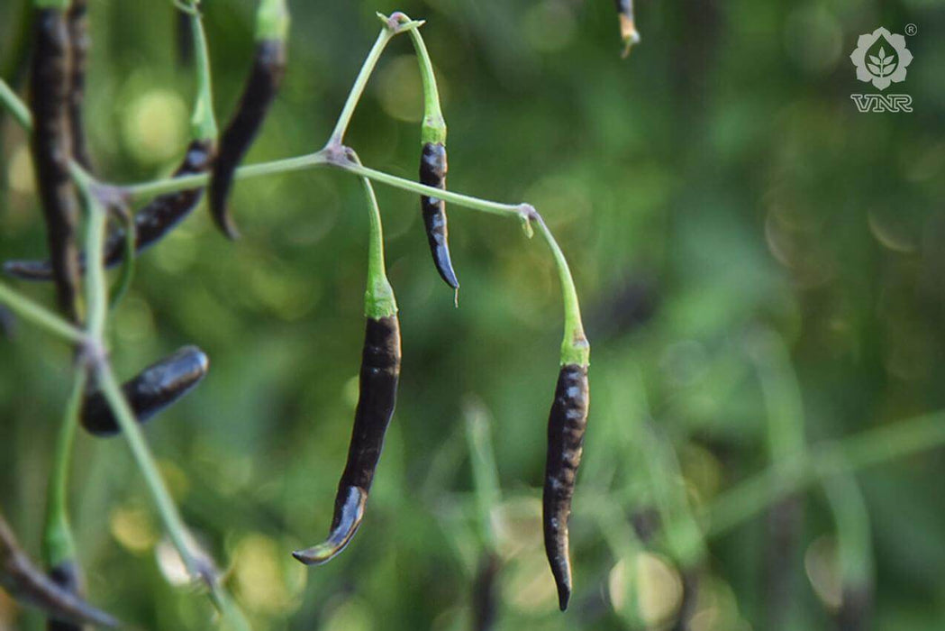 VNR-377 (Krishna) F1 Hybrid Chilli (VNR Seed's) - Farmers Stop