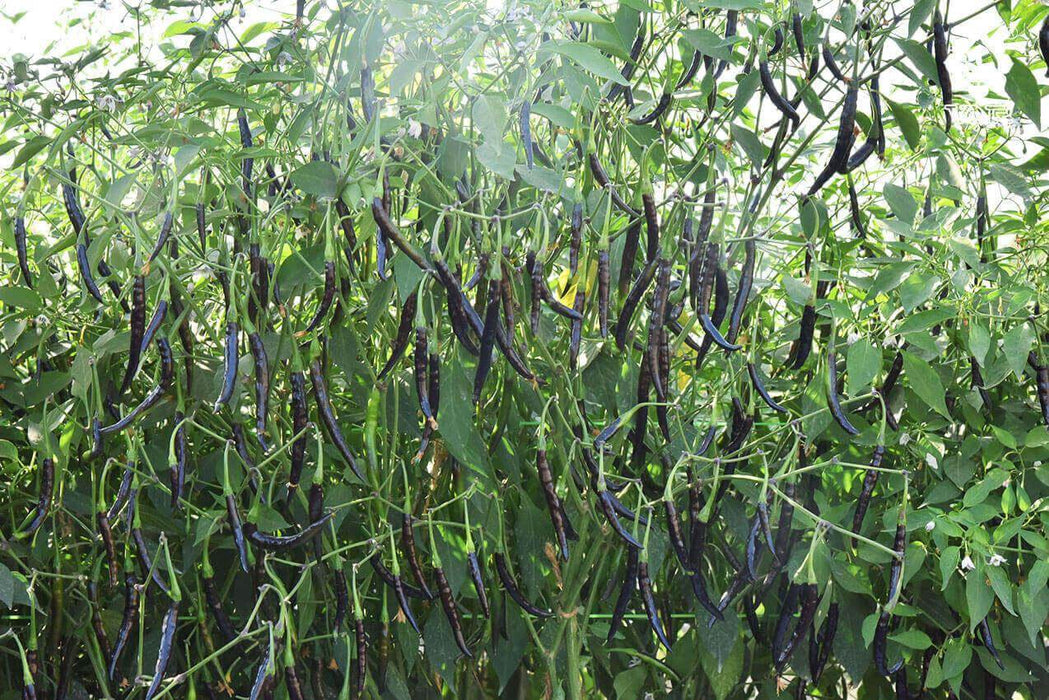 VNR-377 (Krishna) F1 Hybrid Chilli (VNR Seed's) - Farmers Stop