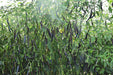 VNR-377 (Krishna) F1 Hybrid Chilli (VNR Seed's) - Farmers Stop