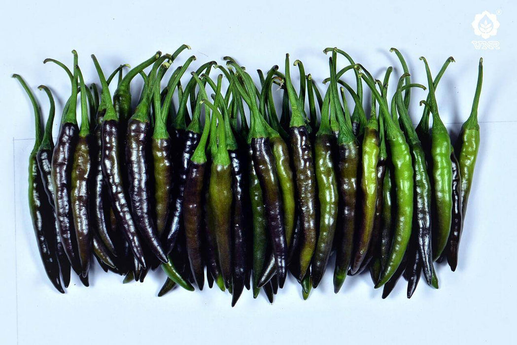VNR-377 (Krishna) F1 Hybrid Chilli (VNR Seed's) - Farmers Stop