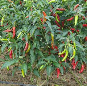 VNR CH-27 F1 Hybrid Chilli (VNR Seed's) - Farmers Stop