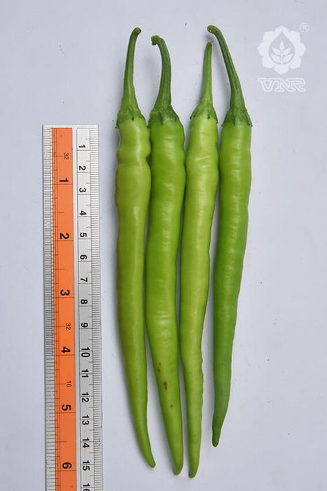Charmee (G-303) F1 Hybrid Chilli (VNR Seed's) - Farmers Stop