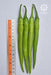 Charmee (G-303) F1 Hybrid Chilli (VNR Seed's) - Farmers Stop