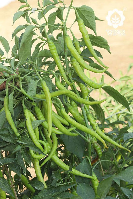 Charmee (G-303) F1 Hybrid Chilli (VNR Seed's) - Farmers Stop