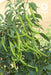 Charmee (G-303) F1 Hybrid Chilli (VNR Seed's) - Farmers Stop