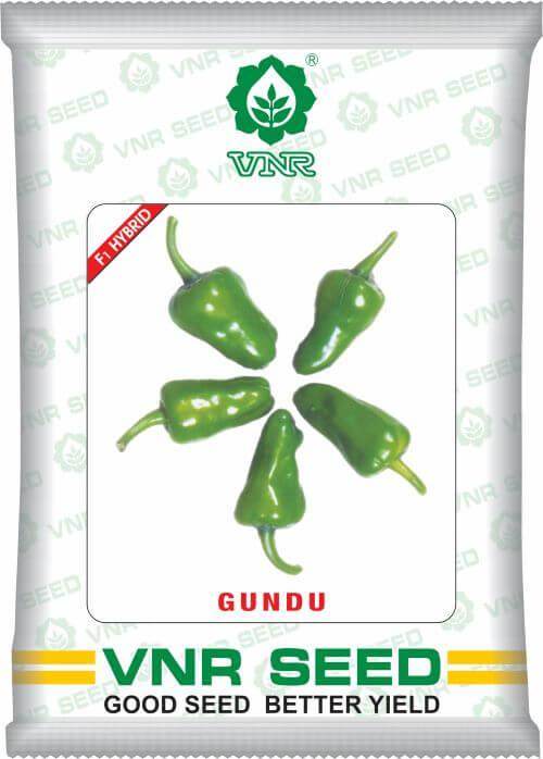Gundu F1 Hybrid Chilli (VNR Seed's) - Farmers Stop