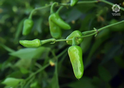 Gundu F1 Hybrid Chilli (VNR Seed's) - Farmers Stop
