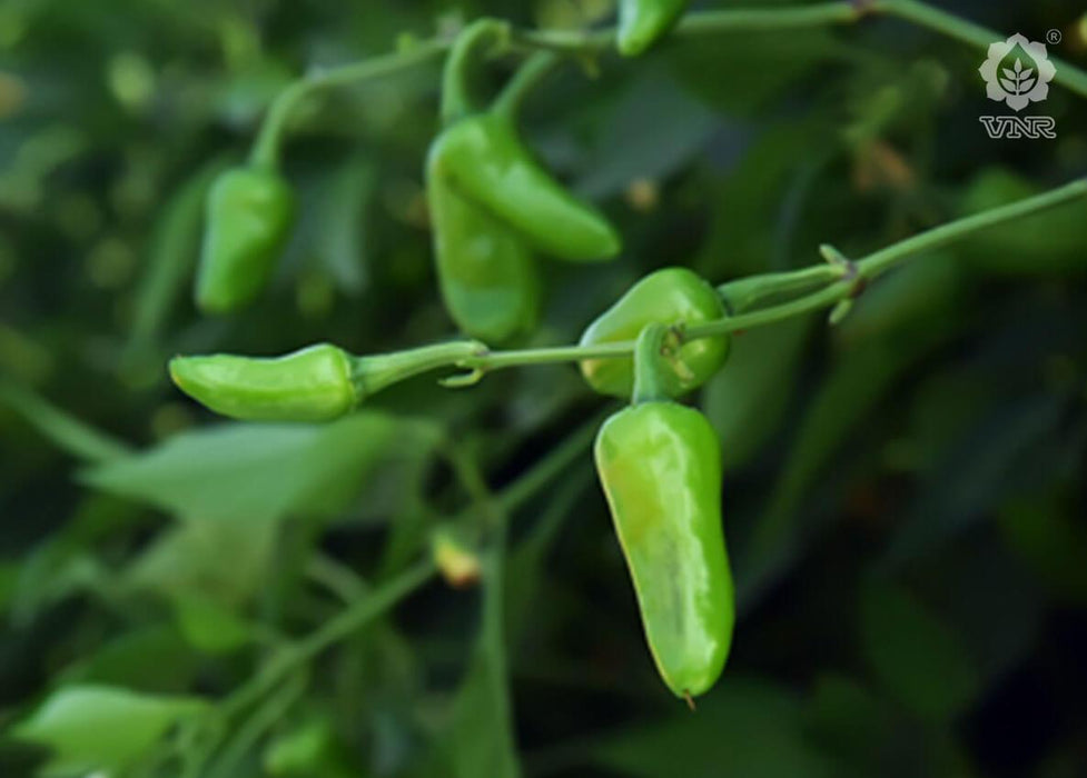 Gundu F1 Hybrid Chilli (VNR Seed's) - Farmers Stop