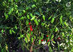 Gundu F1 Hybrid Chilli (VNR Seed's) - Farmers Stop