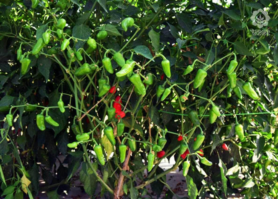 Gundu F1 Hybrid Chilli (VNR Seed's) - Farmers Stop