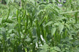 Nupur F1 Hybrid Chilli (VNR Seed's) - Farmers Stop