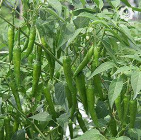 Nupur F1 Hybrid Chilli (VNR Seed's) - Farmers Stop