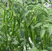 Nupur F1 Hybrid Chilli (VNR Seed's) - Farmers Stop
