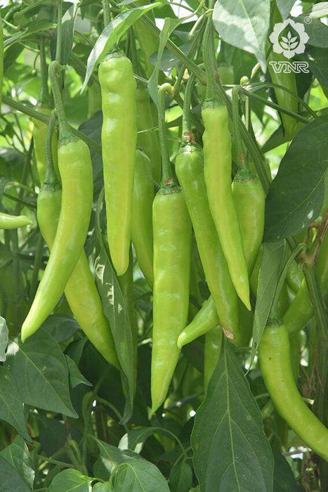 Pari F1 Hybrid Chilli (VNR Seed's) - Farmers Stop