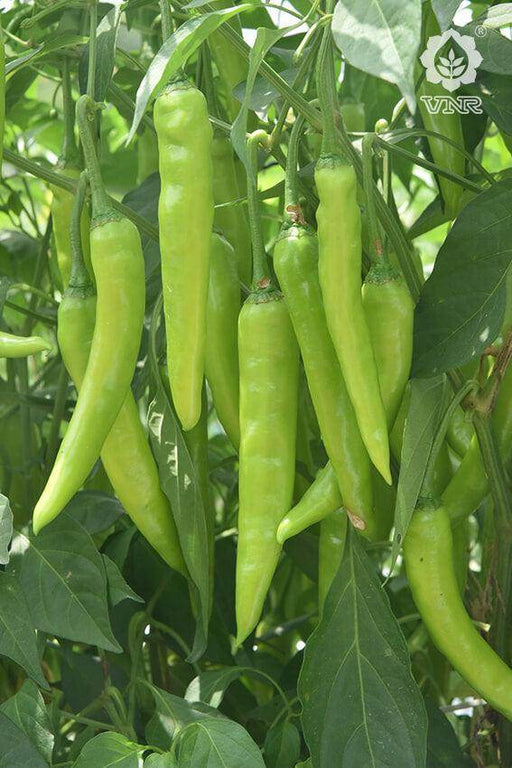 Pari F1 Hybrid Chilli (VNR Seed's) - Farmers Stop