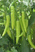 Pari F1 Hybrid Chilli (VNR Seed's) - Farmers Stop