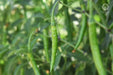 Rambha F1 Hybrid Chilli (VNR Seed's) - Farmers Stop