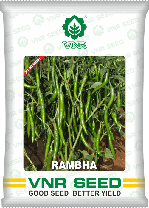 Rambha F1 Hybrid Chilli (VNR Seed's) - Farmers Stop