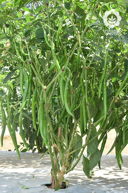 Rambha F1 Hybrid Chilli (VNR Seed's) - Farmers Stop