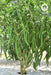 Rambha F1 Hybrid Chilli (VNR Seed's) - Farmers Stop